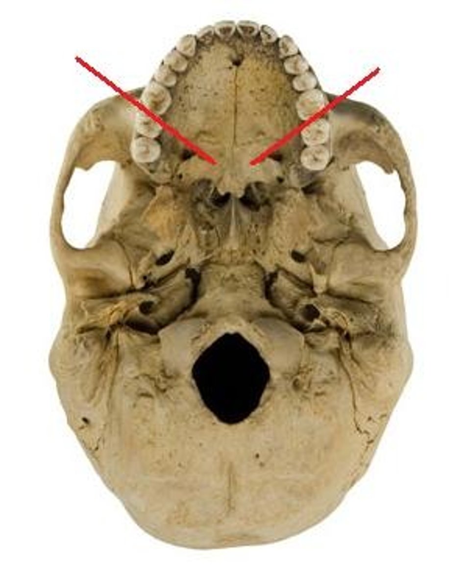 knowt flashcard image