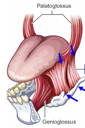 <p>extrinsic tongue muscle</p><p>attachments: hyoid, tongue body, lateral to genioglossus</p><p>functions: lower tongue body, backward movement of tongue (/aw/)</p>
