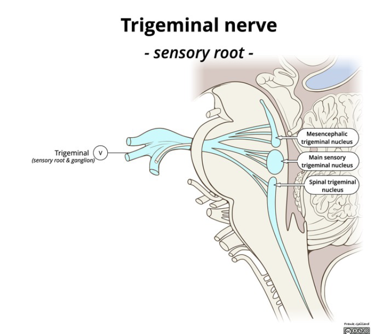 <p>where is trigeminal sensory nucleus?</p>
