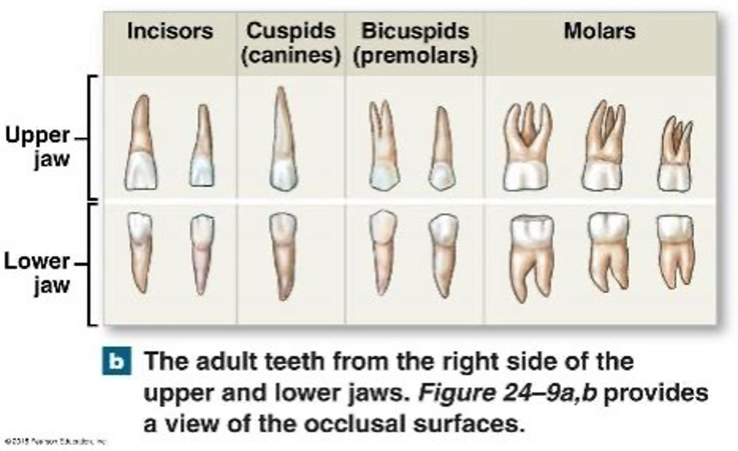 <p>1. incisors - thin cutting edges</p><p>2. canines - single prominent cones for tearing</p><p>3. premolars (bicuspids) - two cusps for crunching/grinding</p><p>4. molars - three or more cusps for crunching/grinding</p>