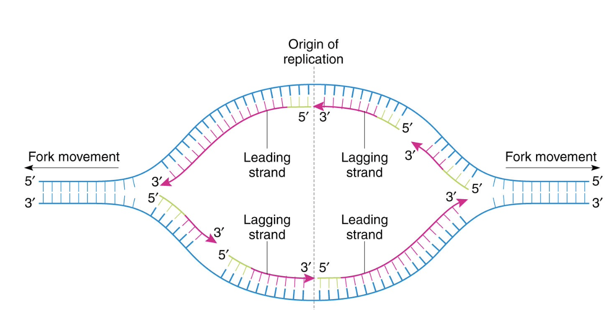 <p><span>A replication fork is </span>a structure that forms during DNA replication, where the double-stranded DNA molecule is unwound and separated into two single strand</p><ul><li><p>as helicase moves along each strand, the replicationbubble grows</p></li><li><p>DNA synthesised on both strands as each replication fork as it opens</p></li><li><p>issue - synthesising in the other direction</p></li></ul><p></p>