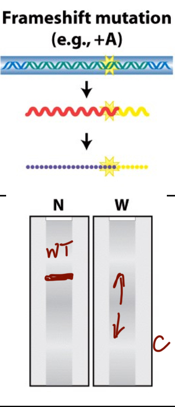 <p>The northern blot is still wildtype because the RNA sequence is still the same length, but the amino acid sequence is either longer or shorter depending on if the mutation is an insertion or a deletion to the reading frame. </p>