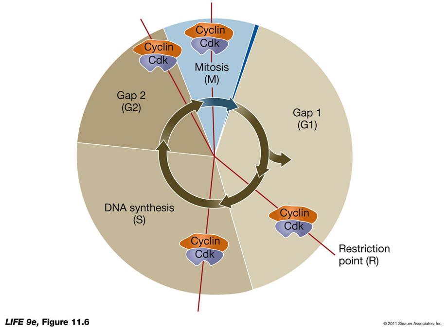 <p>pic shows where CDKS are used and proteases degrade them after bc they are all TRANSITIONAL points</p>