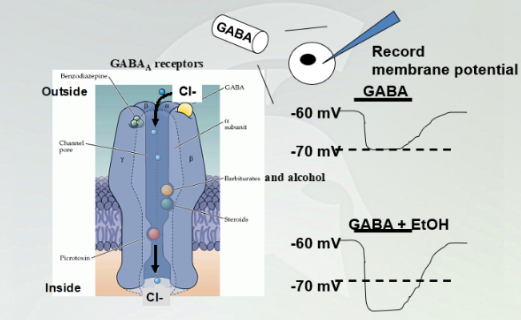 <p>GABA(A) effect with alcohol</p>