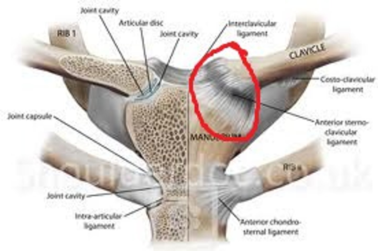 <p>identify the structure</p>