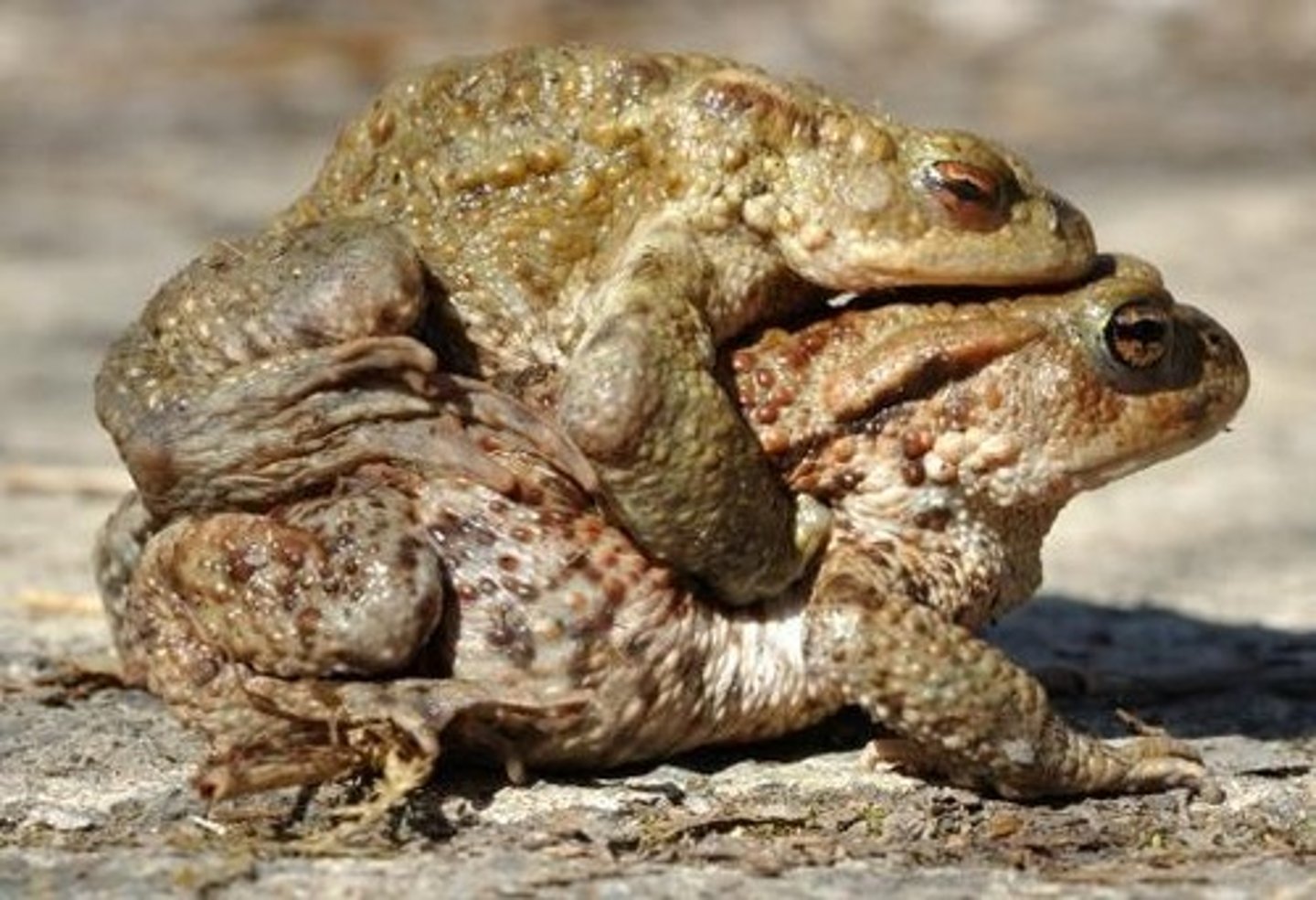 <p>American bullfrog (Lithobates catesbeiana), where females arrive over many weeks.</p>