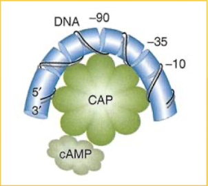 <p>cAMP is made by adenylate cyclase when glucose concentration is low. CAP = catabolite activator protein (also known as CRP)</p>