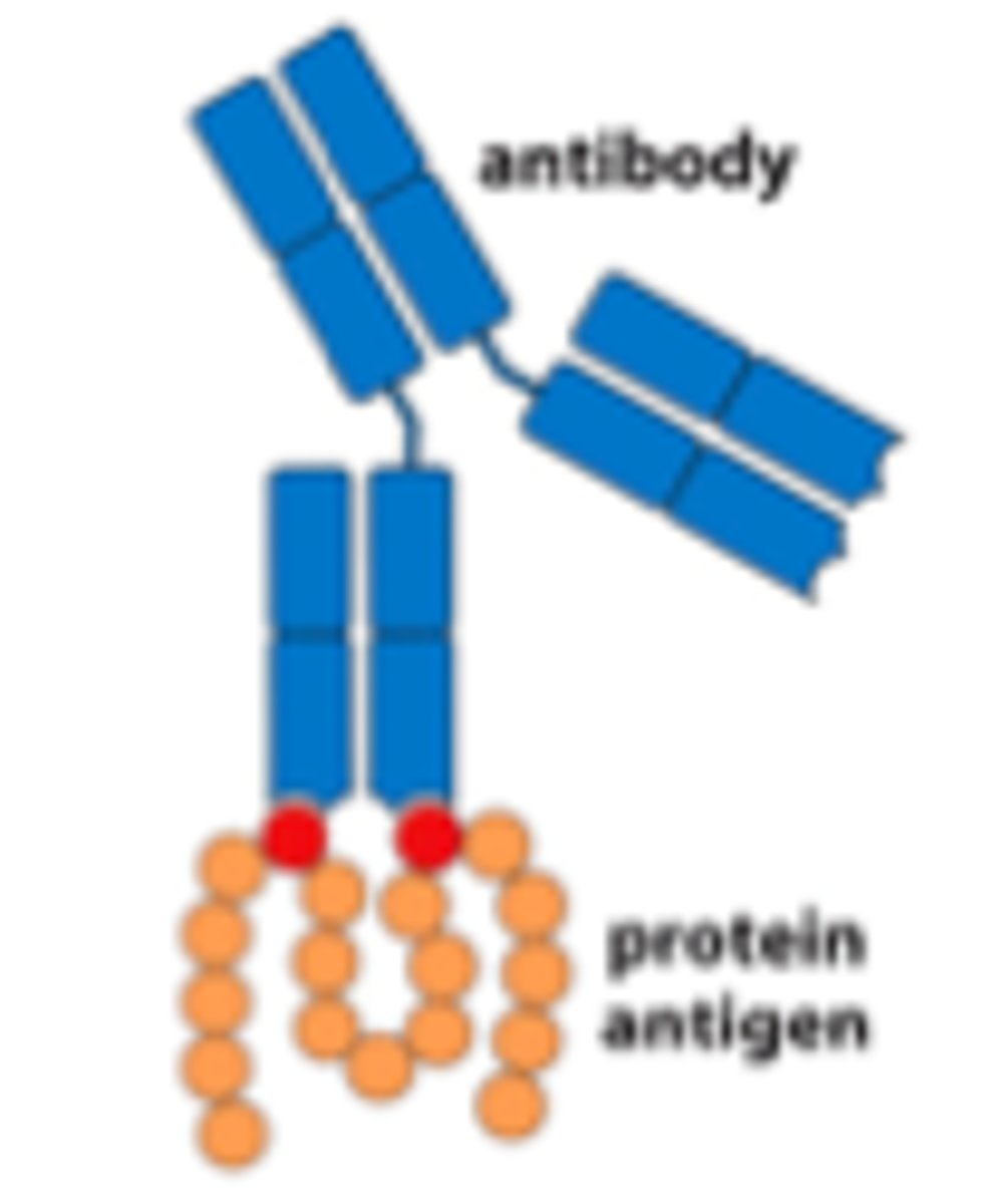 <p>Nonsequential amino acids residues on a polypeptide chain brought together by protein folding.</p><p>-External epitopes recognized by <span style="text-decoration:underline">B-cells</span></p>