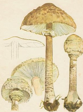 term image