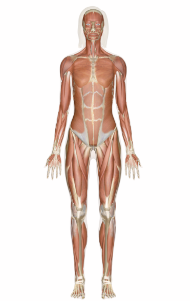 <p>the standard way the human body is shown</p>