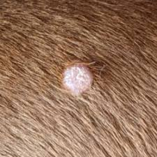 <p>Single smooth pink raised hairless mass oft on head, pinnae</p>