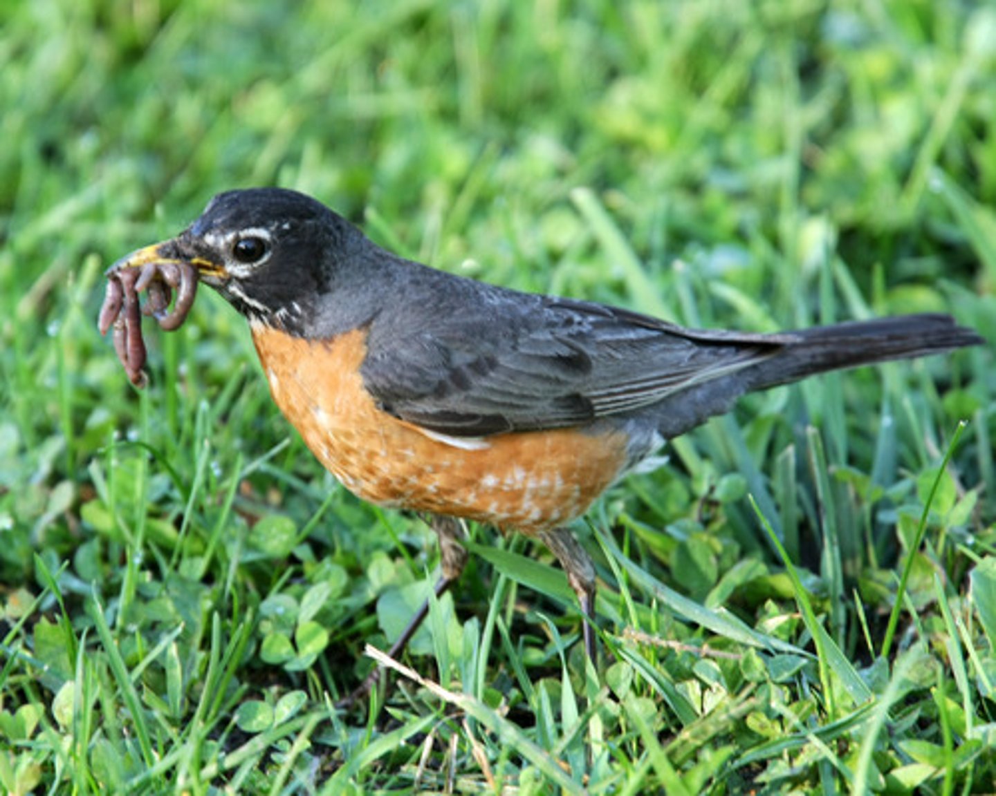 <p>Predation, parasites, disease, resource/food competition</p>