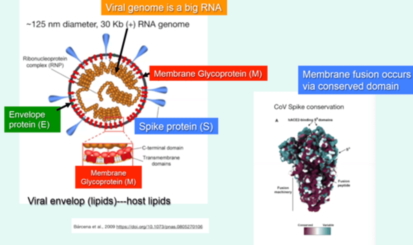 <p>- CoV-2 entry is driven via binding between Spike protein and Angiotensin-converting enzyme 2 (ACE2) </p><p>- Then, protease (TMPRSS2) cleavage (multiple) allows entry </p>