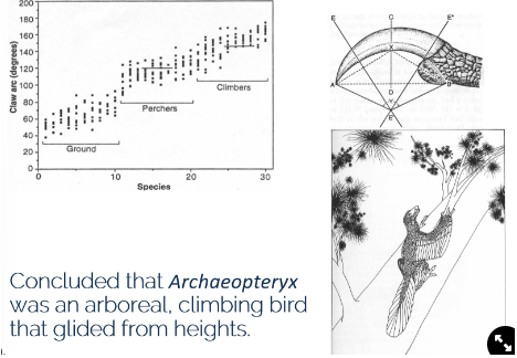 <ul><li><p>analysed different traits of the claw and compared to many species of different habitats</p></li><li><p>found that ground-dwellers had flatter claws than perchers</p></li><li><p>Archaeopteryx front claw is like a climber but the back claw is like a percher</p><p><strong>→ Archaeopteryx evolved in the trees, perched and used wings to climb</strong></p></li></ul>