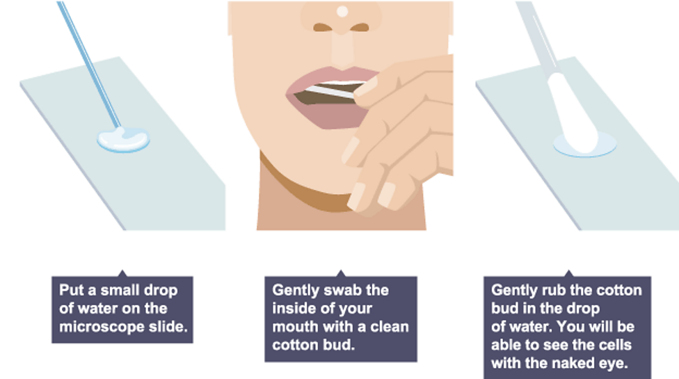 <ol><li><p>Gently swab inside of mouth with cotton bud to collect cells</p></li><li><p>Rub onto glass slide</p></li><li><p>Add a few drops of methylene blue stain</p></li><li><p>Gently place cover slip to avoid bubbles</p></li><li><p>Draw stain over sample with filter paper</p></li><li><p>Examine under magnification</p></li></ol><p></p>