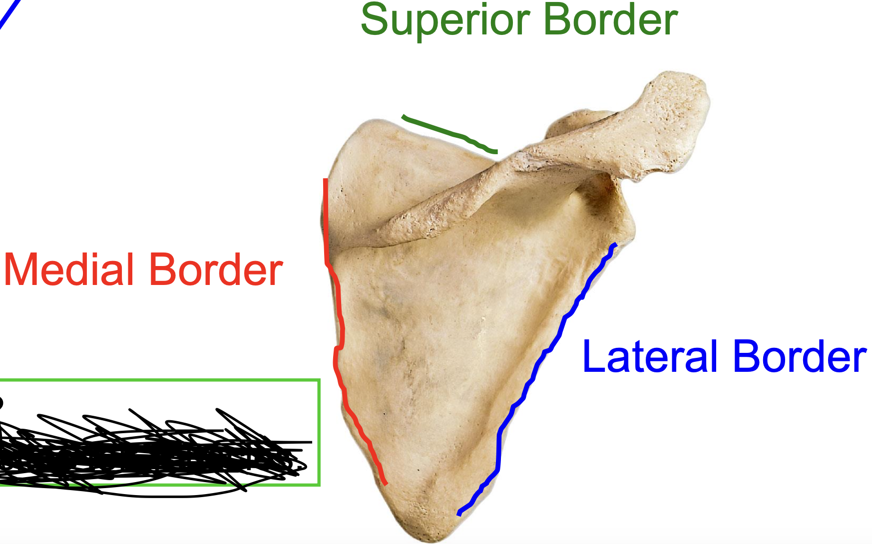 <p>Superior border, medial border, lateral border (posterior view)</p>