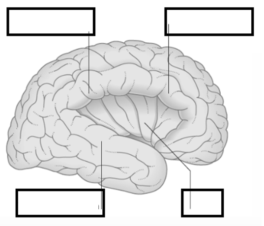 <p>Welke delen zijn hier aangeduid &amp; tot welke functionele cortex behoren  ze?</p>
