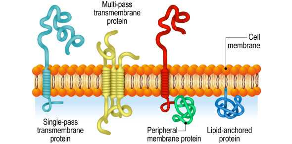 <ul><li><p><strong><span>proteins that do not interact directly with the lipid bilayer</span></strong></p><ul><li><p><strong><span>Associate with the membrane by interaction w/ transmembrane proteins or hydrophilic heads of lipids&nbsp;</span></strong></p></li><li><p><strong><span>Locaized at either side of the bilayer&nbsp;</span></strong></p></li></ul></li></ul>