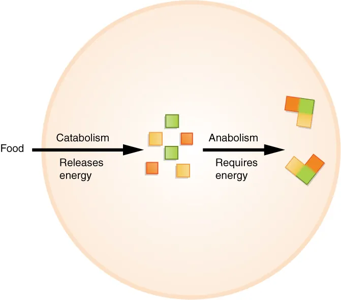 <p>the sum of all anabolic and catabolic reactions that take place in the body</p><p>anabolic and catabolic reactions occur simultaneously and continuously </p>