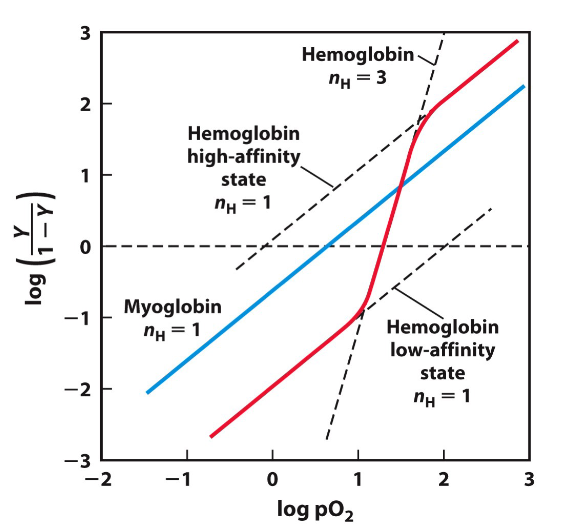 <p>Shows the fraction of cooperative binding</p><p>Tells us if the binding is cooperative or nah (N<sub>H</sub>&nbsp;)= slope</p><ul><li><p>If n<sub>H</sub>&nbsp;= 1 No cooperativity&nbsp;</p></li><li><p>If&nbsp; n<sub>H</sub>&nbsp;&gt;1 Positive Cooperativity</p></li><li><p>If n<sub>H</sub> &lt;1 Negative Cooperativity</p></li></ul><p>For myoglobin: Slope never changes so it is =1</p><p>A Hill coefficient of 1 means no cooperative ligand binding is occurring in this particular protein. True for myoglobin</p><p>nh cannot exceed n</p>