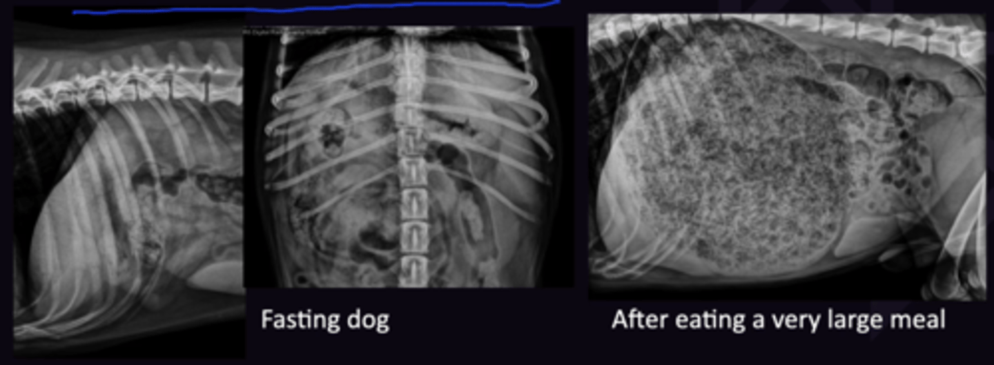<p>1. When Animal last ate</p><p>2. 24h</p><p>3. 8h</p><p>4. Fast 12 Hours Before Radiography, Time of last meal needs to be known before accessing GIT</p>