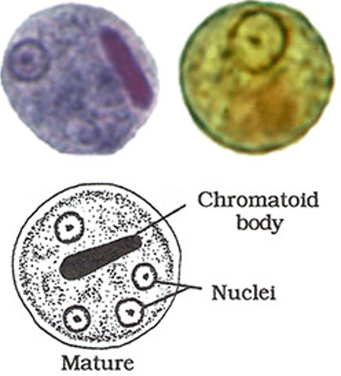 <p>*1-4 nuclei<br>*may have a cigar shaped chromatoid bar<br>*similar to hartmanni cyst, but is much larger</p>