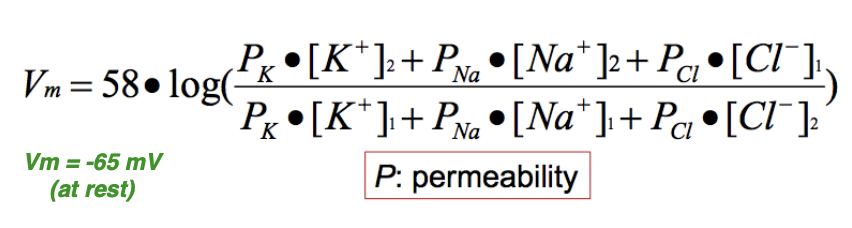 <p>Calculates the resting membrane potential by considering multiple ions and their permeabilities (the REAL resting membrane potential of a neuron)</p>
