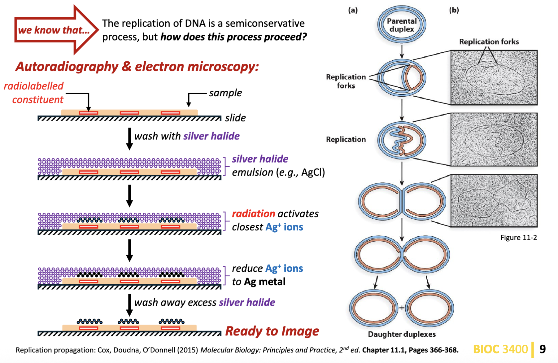 <p>autoradiography and electron microscopy</p><p>rectangles are radiolabelled, </p><p>wash it with emulsion of silver halide (left to sit on the sample) </p><p> the radiation (phosphorus) from the sample interacts with silver releasing Ag+ cations<br>only silver metal will condense from the emulsion, </p><p>wash away excess and only left with biological sample with silver metal on it</p><p>electron microscope: visualize silver metal</p><p>follows the semi conservative hypothesis</p>