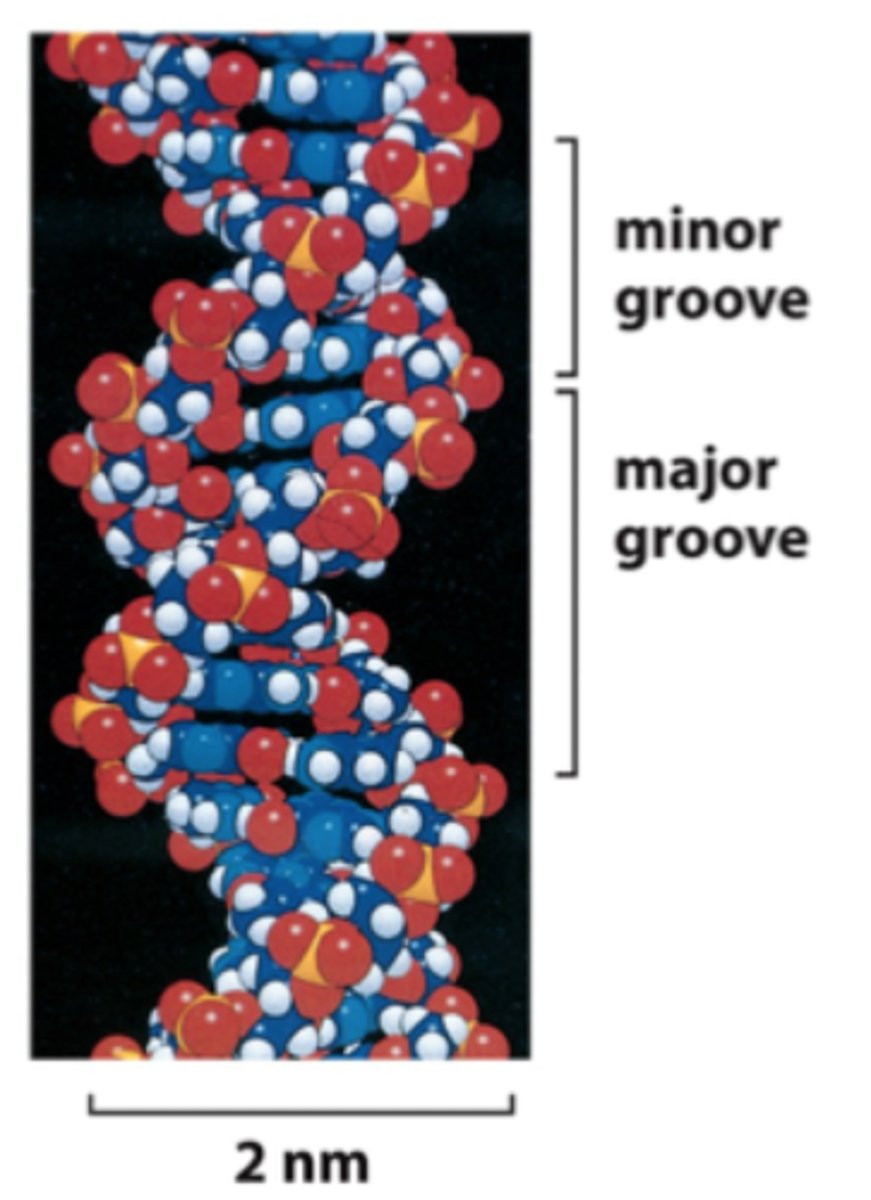 <p>Recognition by proteins to alter DNA structure or to regulate transcription/replication<br>Also recognized by drugs</p>