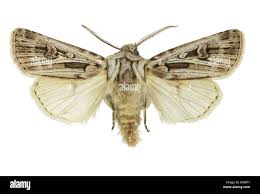 <p>Family: Noctuidae</p><p></p><p>Most with Ocelli</p><p>Antennae bipectinate (like a comb), dentate (toothlike), or simple</p><p>Proboscis present and strong</p><p>Hood of tympanal organ under hood</p>