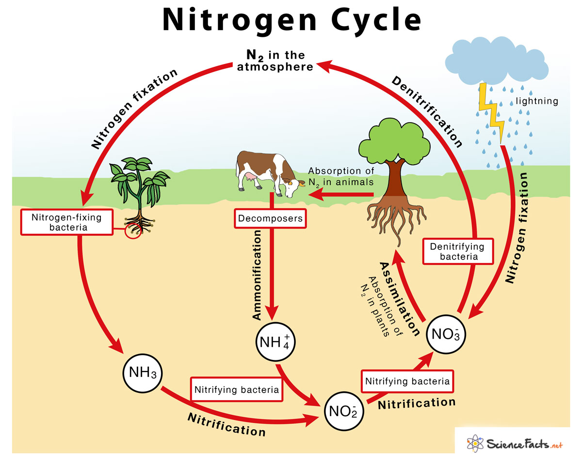 <p>The process of how nitrogen changes forms as it is recycled through the biosphere.</p>