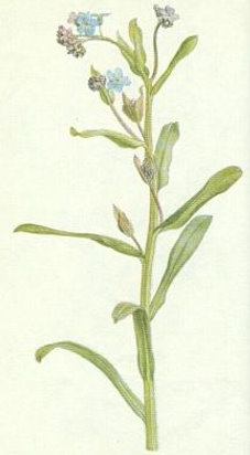 term image