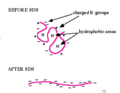 <p>Proteiner separeras i ett elektriskt fält. </p><p>SDS-page tillsätts samtidigt som proteinet denatureras genom uppvärmning. De kommer att binda till proteinet proportionellt mot dess molekylmassa. </p><p>SDS kommer att göra proteinerna helt negativa. </p>