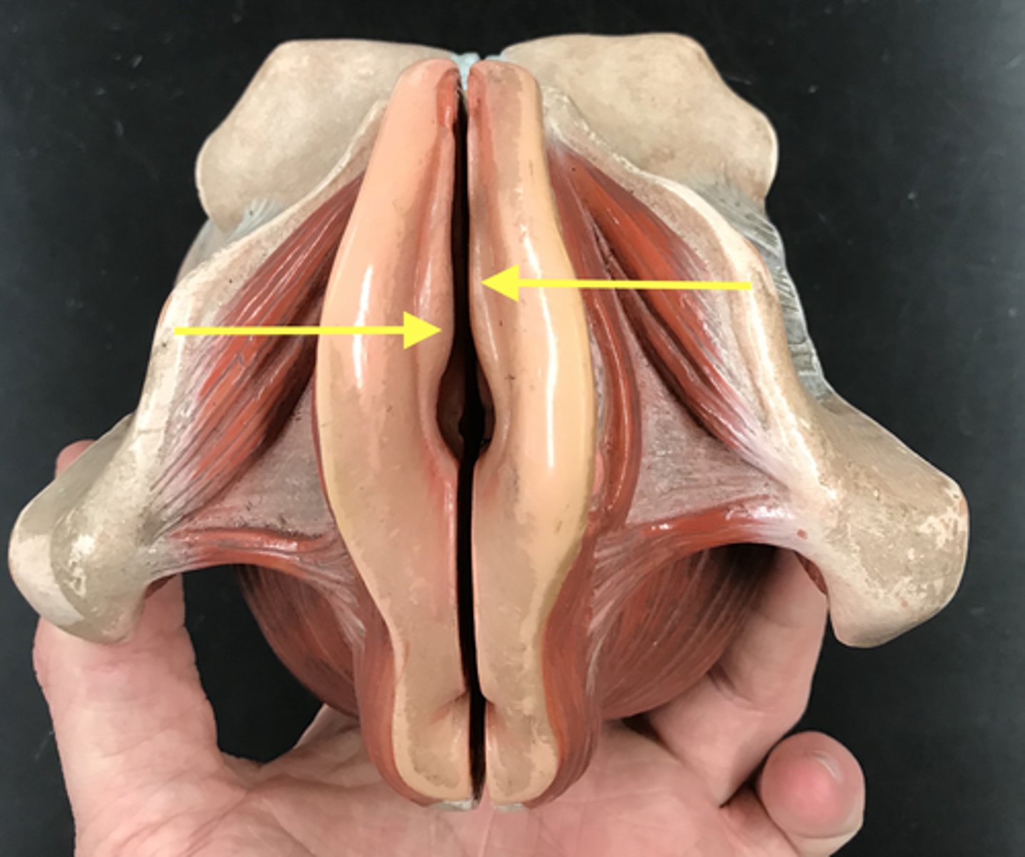 <p>the inner lips of the vulva, one on each side of the vaginal opening</p>