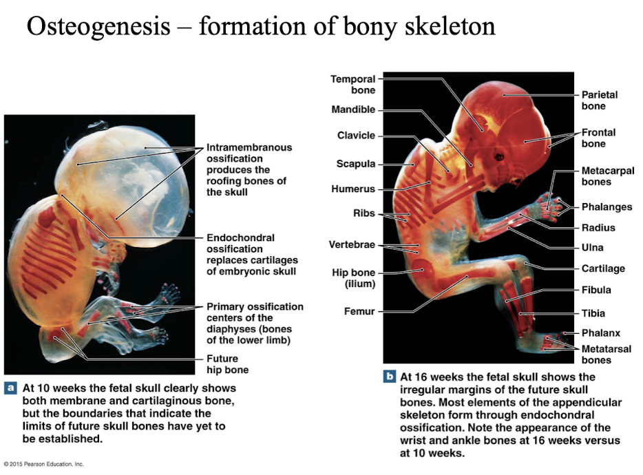 <p><span style="font-family: &quot;Book Antiqua&quot;, serif;">Formation of bony skeleton: (ossification in embryo)</span></p>