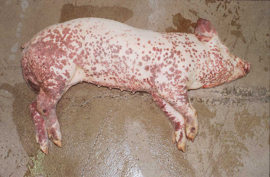 <p>Extensive dermatitis, purple-red bumps, glomerulonephritis, possible absence of skin lesions</p>