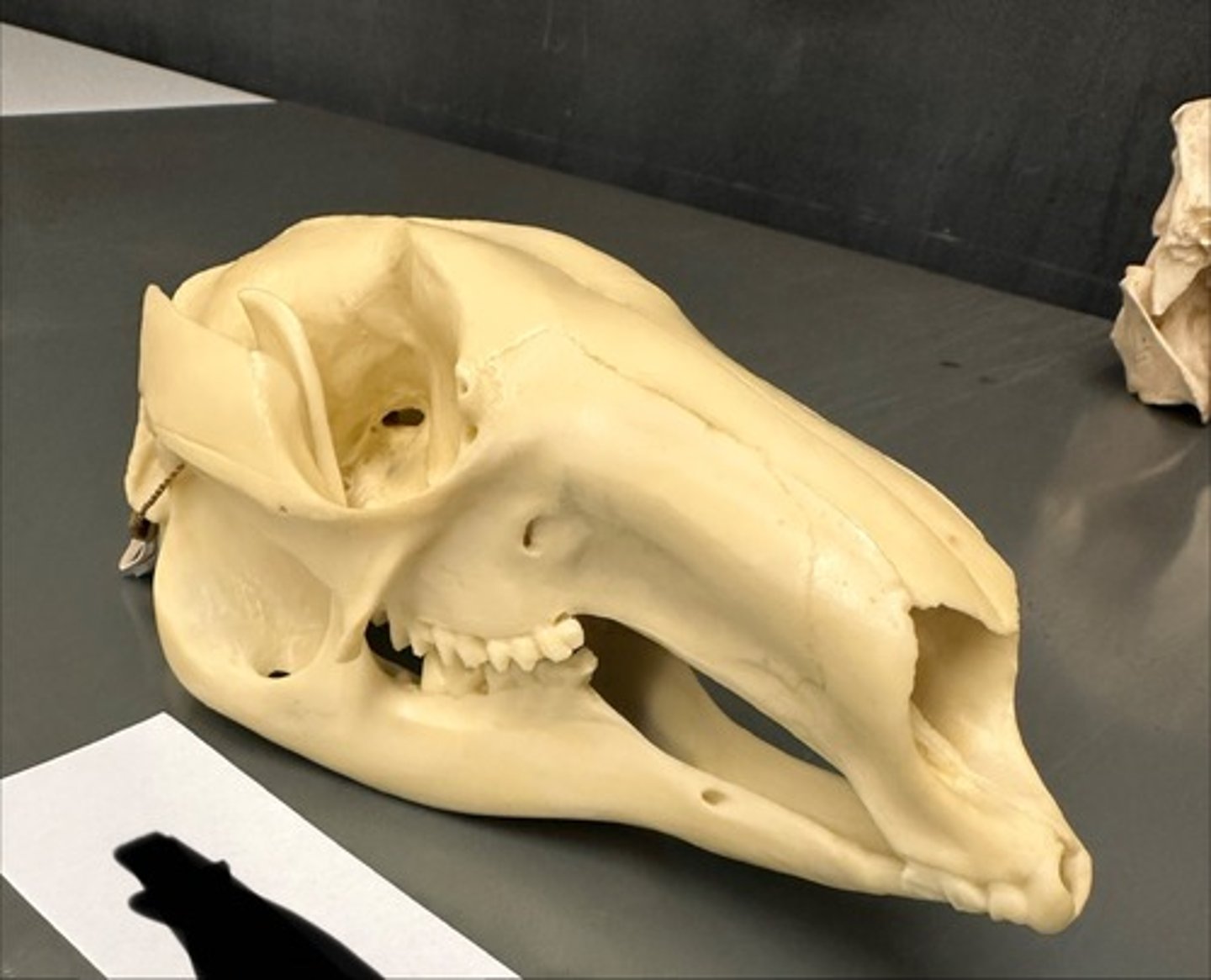 <p>What specimen is this?</p>