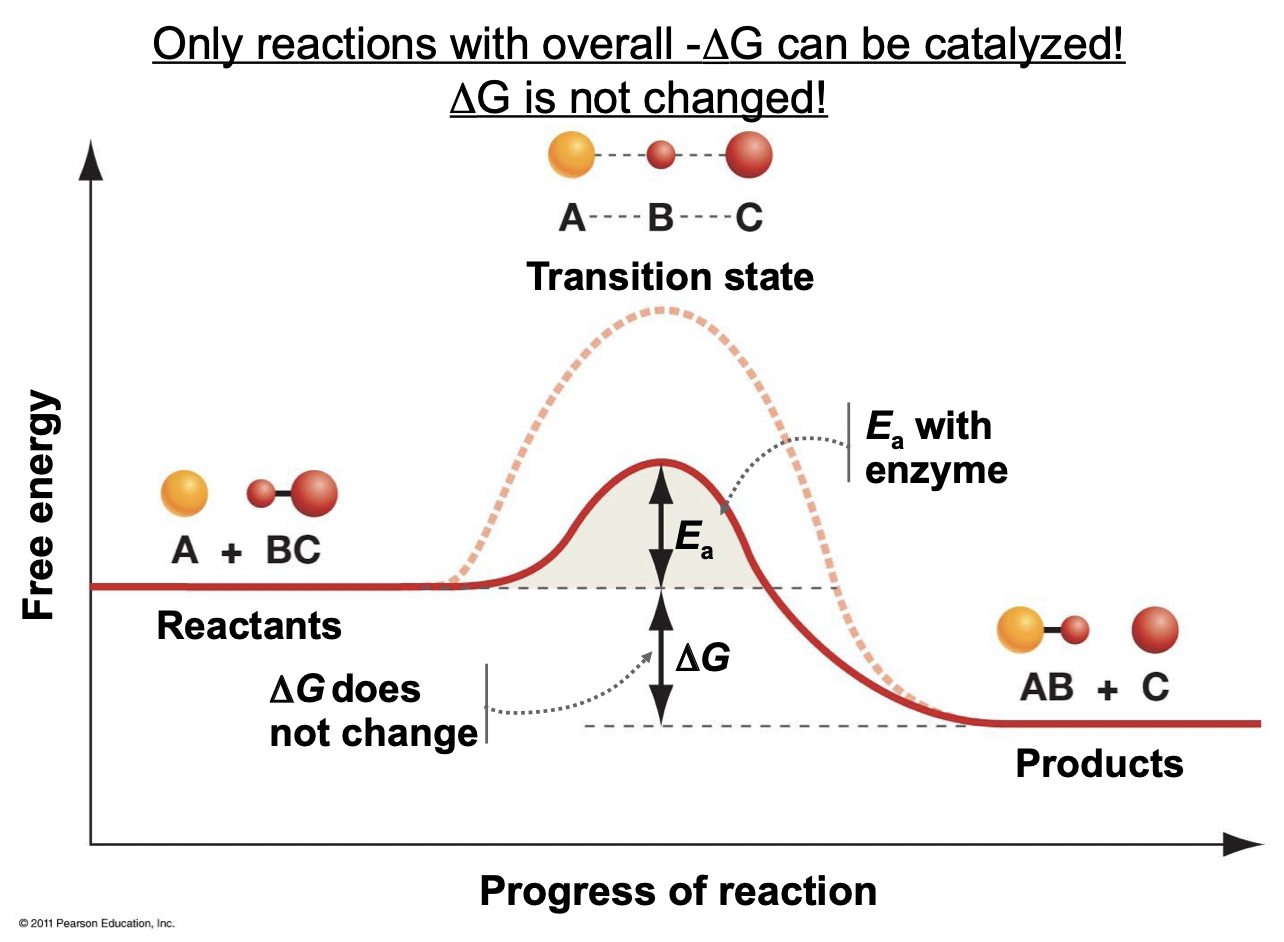 <ul><li><p>Substance that seeds up a reaction but is not used up in it (ex. enzymes)</p></li><li><p>Only applicable to reactions with overall negative delta G</p></li><li><p>Delta G is not changed, only lowers the activation energy required</p></li></ul>