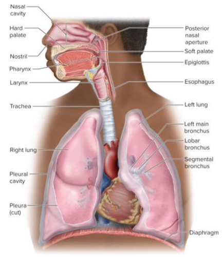 <p>Respiratory system</p>
