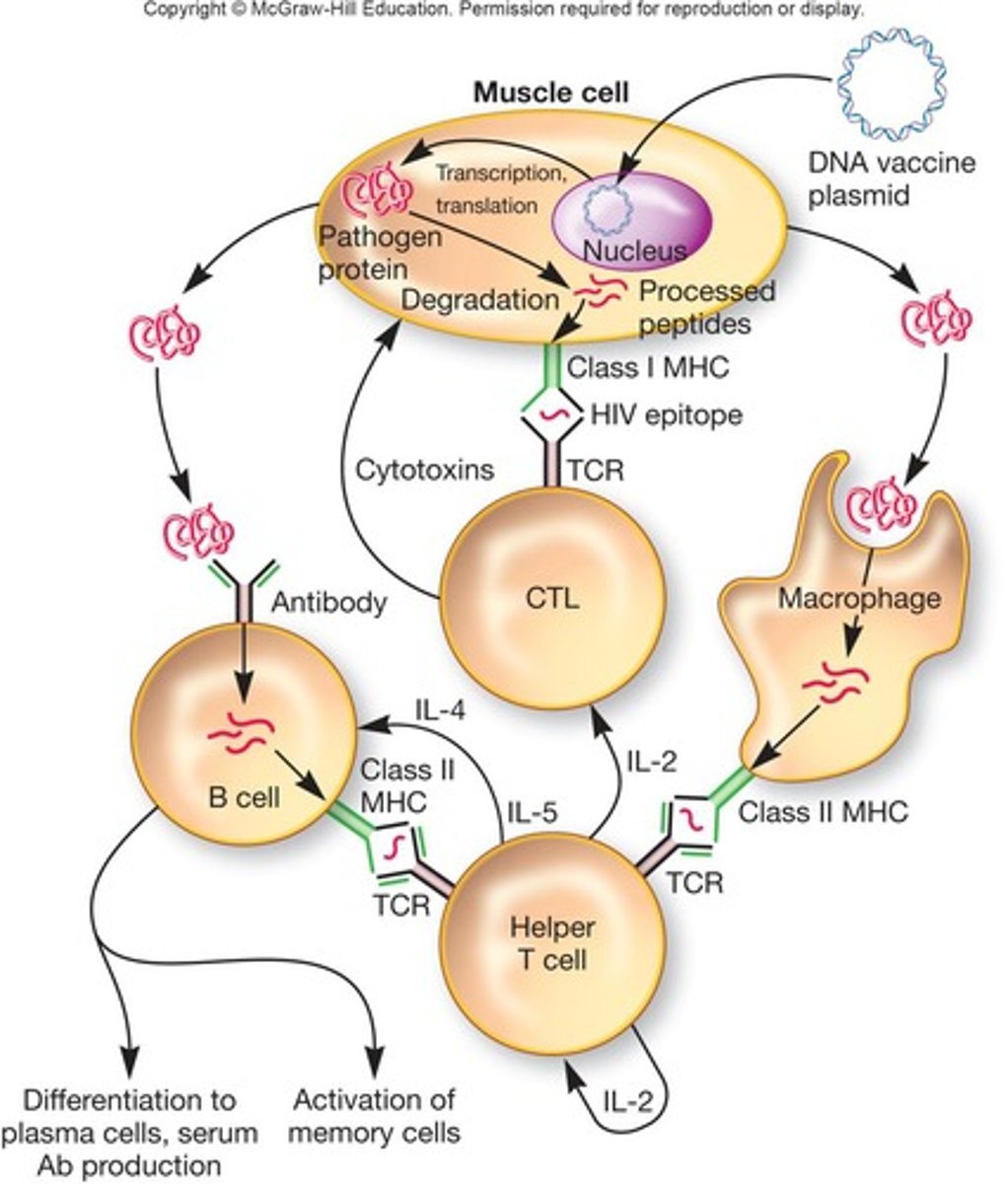 <p>Vaccines where DNA is directly introduced into host cells to elicit an immune response.</p>