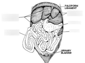 <p>A thin, crescent-shaped ligament that attaches the liver to the anterior abdominal wall, separating the right and left lobes of the liver.</p>