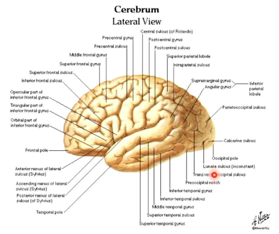 <p>gyri and sulci</p>