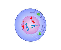 <p>D<span style="font-family: Roboto, Arial, sans-serif">uring which the chromosomes become visible as paired chromatids and the nuclear envelope disappears.</span></p>