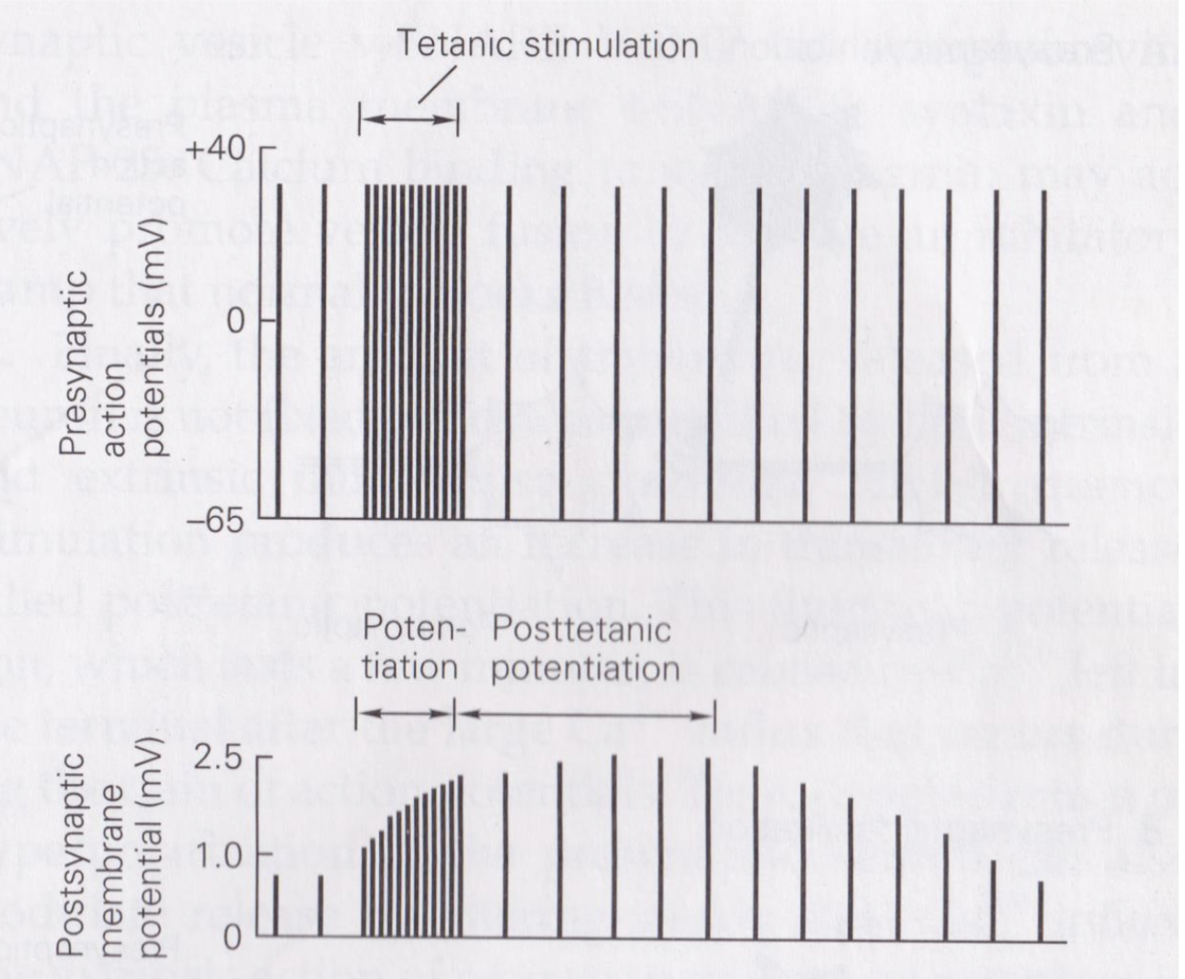 <ul><li><p>residual Ca2+ in presynaptic terminal caused by high frequency firing leads to short-term enhancement of synaptic transmission</p></li><li><p>caused by accumulation of Ca2+</p></li></ul><p></p>