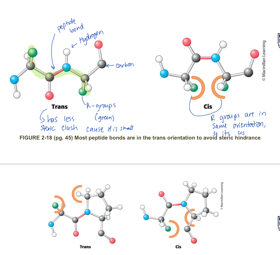 <p>Double bonds exist as: </p><ul><li><p>cis </p></li><li><p>trans </p></li></ul><p>therefore: </p><ul><li><p>peptide bonds can only be cis or trans, since they act like double bonds </p></li><li><p>however, because of steric hinderness, all peptide bonds are trans expect for x-pro peptide bond where both cis and trans occur</p></li></ul><p></p>