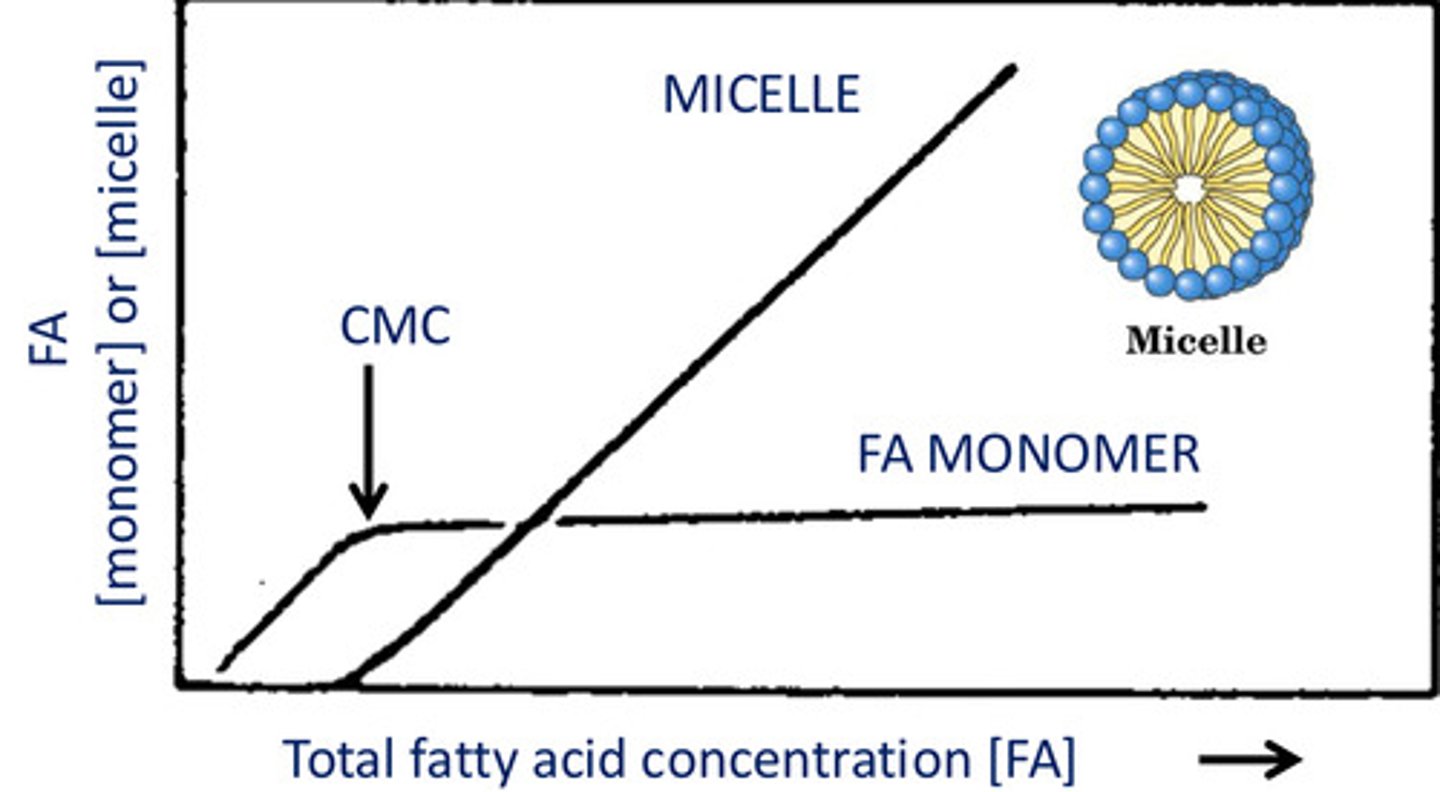 <p>Micelle</p>