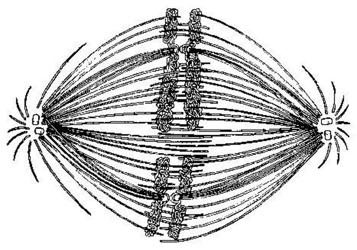 <p>Use the figure to answer the question below.<br>If the cell whose nuclear material is shown in the figure continues toward completion of mitosis, which of the following events would occur next?<br>A) spindle fiber formation<br>B) nuclear envelope breakdown<br>C) formation of telophase nuclei<br>D) synthesis of chromatids</p>