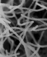 <p>It is a filamentous bacteria and a massive producer of antibiotics</p>