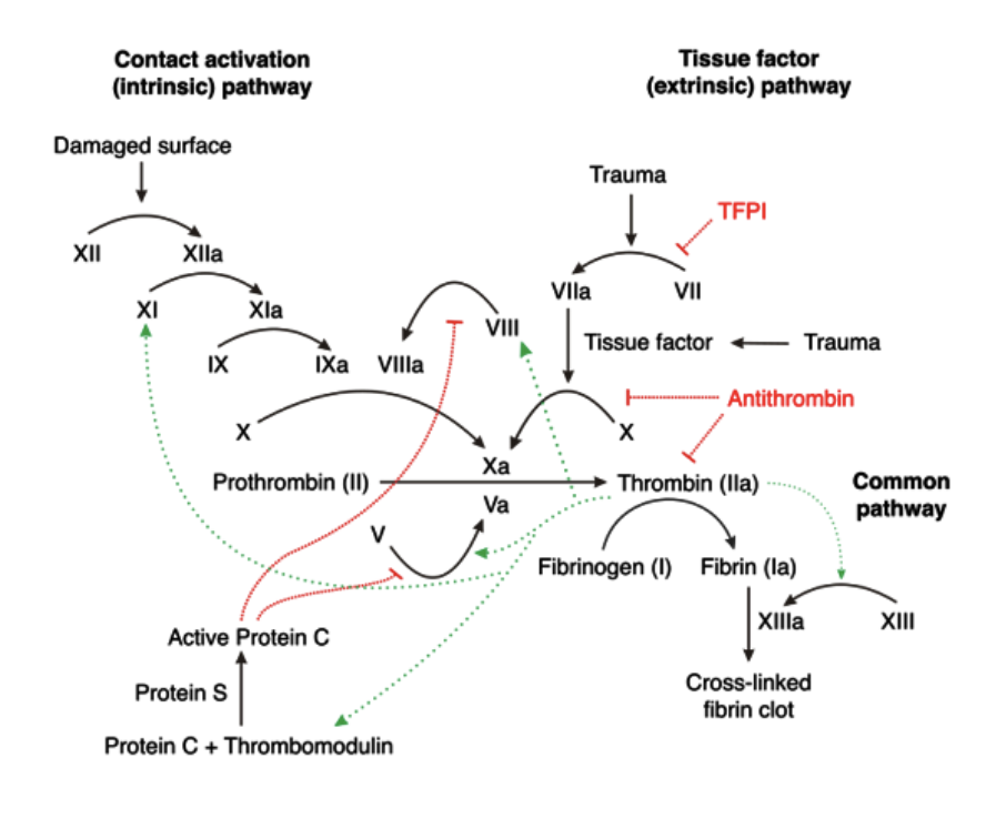 <p><strong>TFPI</strong> kommer att inhibera faktor VII initialt. Den lilla mängd trombin som då bildas används för att aktivera trombocyter och aktivera kaskaden, <em>sk priming</em>. </p><p><strong>TAFI</strong>: Trombin-activatable fibrinolysis inhibitor. Kommer att inhibera fibrinolys som aktiveras av trombin.</p>
