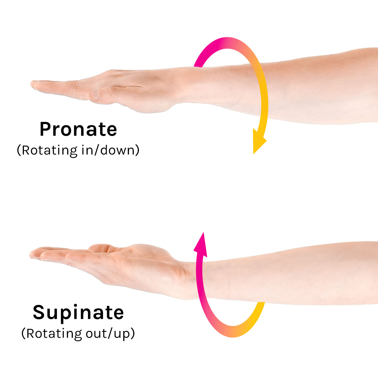 <p>lateral rotation of the appendage so that the palmer/plantar surface of the paw faces medially (scooping soup)</p>